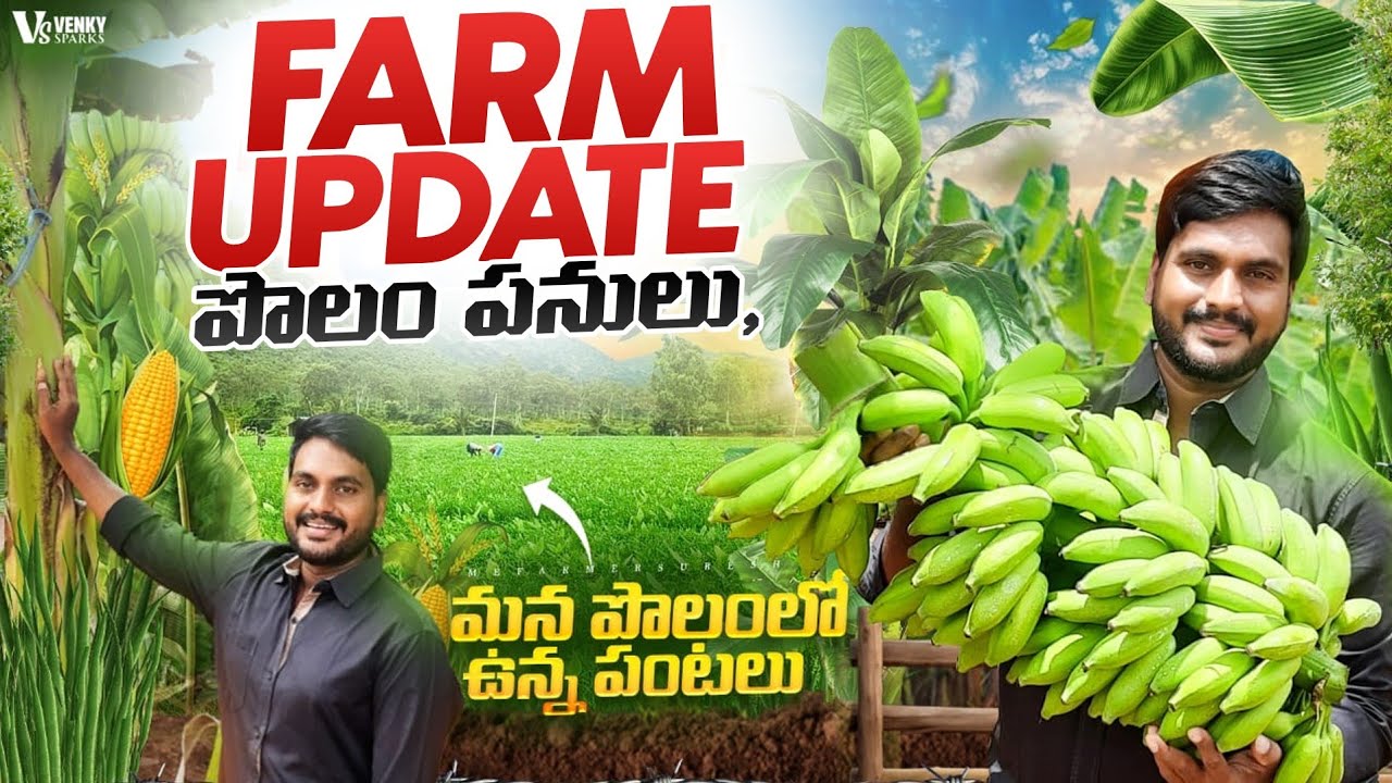 యలక్కి అరటి ఇంకా మొక్కజొన్న వివరాలు || Yelakki Banana Farming || Tamada media @MeFarmerSuresh 