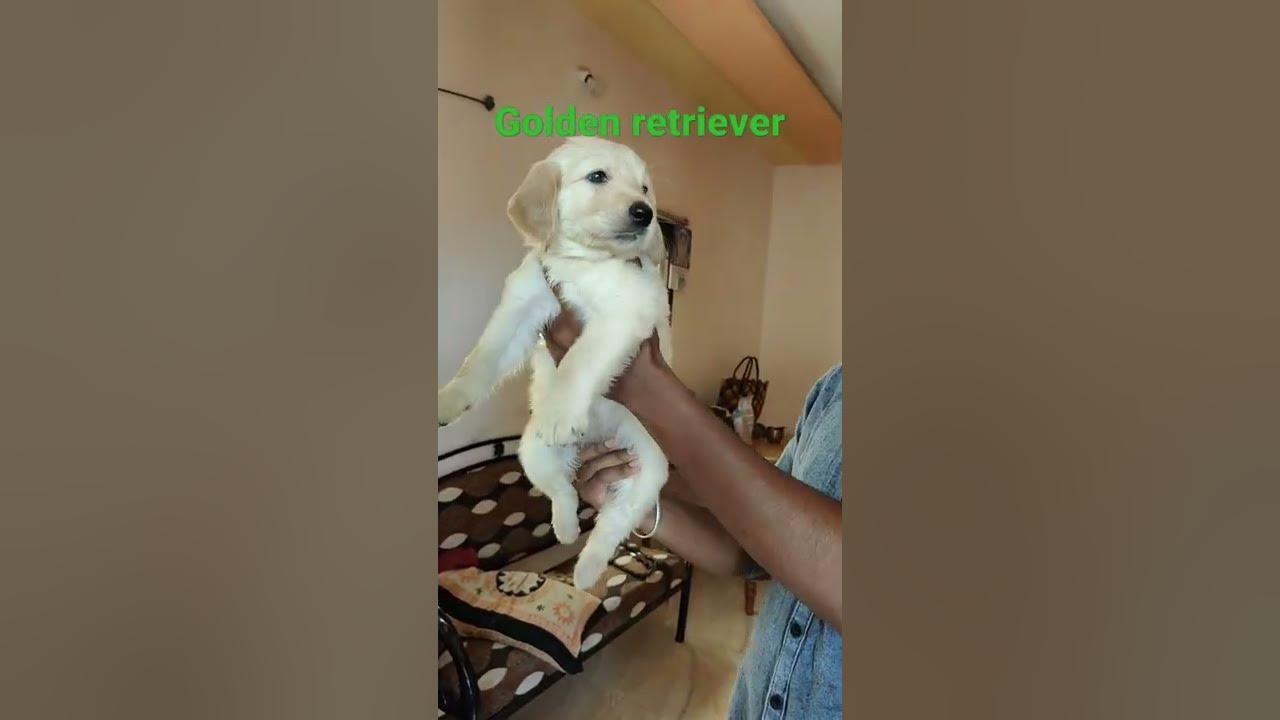 golden retriever puppy available shorts chennai 8072219185 YouTube