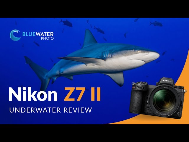 Nikon Z8 Underwater Review - Bluewater Photo