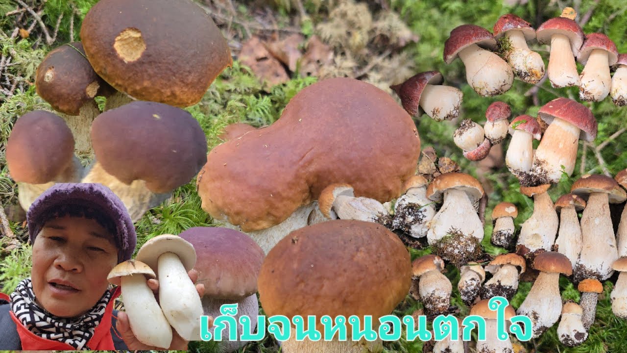 มาอีกแล้วเก็บเห็ดผึ้งถอนเอาจนหนอนกระเจิงเห็ดล้นป่าเลยค่ะ