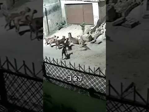 쓰러진 말, 갑자기 한 남자를 마주쳤습니다