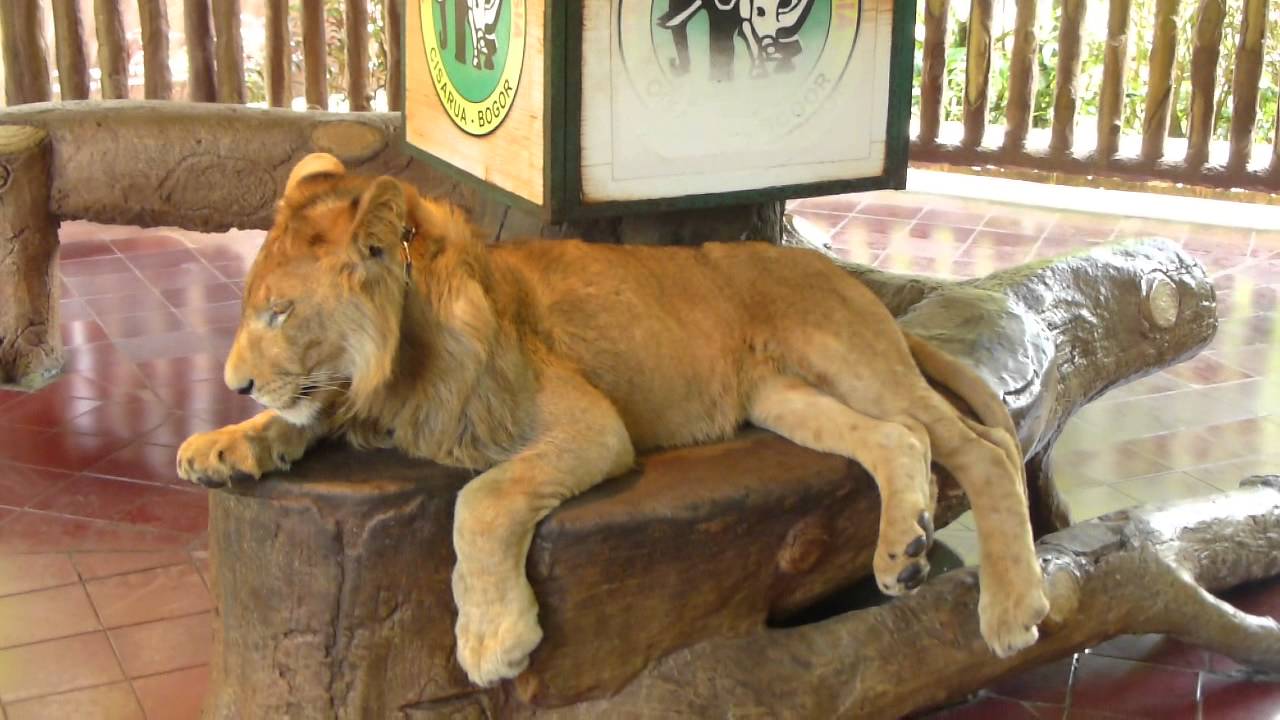 Exploitation Of Lion Cub At Taman Safari Bogor Indonesia