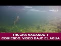 Trucha nadando y comiendo. Video subacuático.