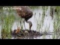 Sandhill Crane Nest - One Day After First Colt Hatches