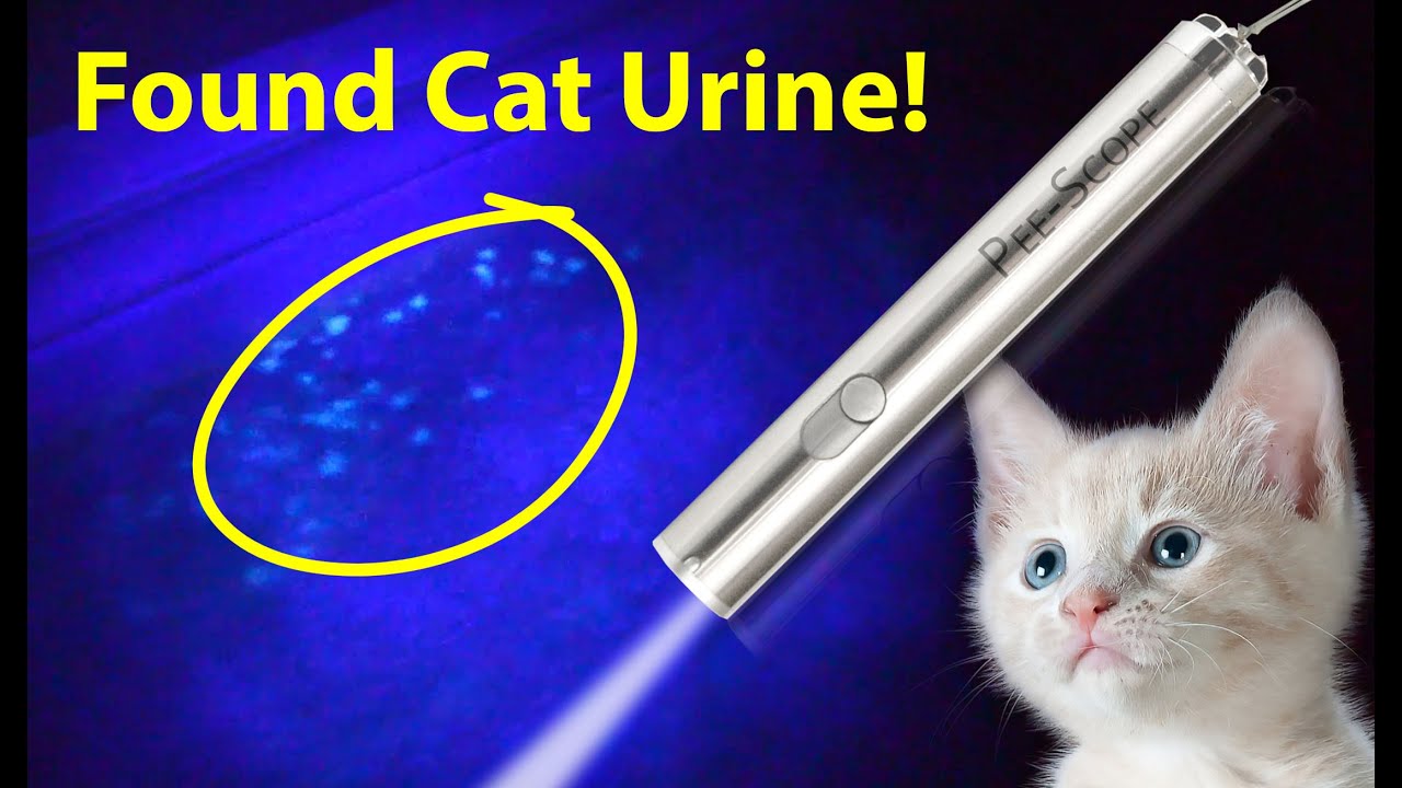 How To Find Cat Urine Odor With A Blacklight Or Uv Flashlight (Before And After Demonstration)