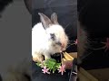 Baby Cute rabbit do a great eating sound  🐰 40 #shorts #animalsasmr #cutebunny