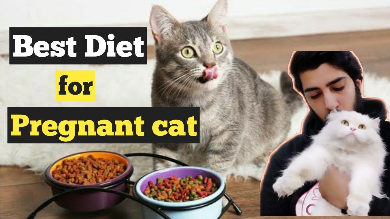 Best Food / Diet for a Pregnant Cat 