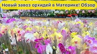 Обзор новых орхидей в магазине Материк
