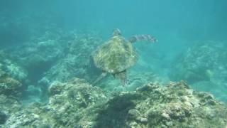 2016.05.27 Sea Turtles at Honolua Bay, Maui, Hawaii - Video #7