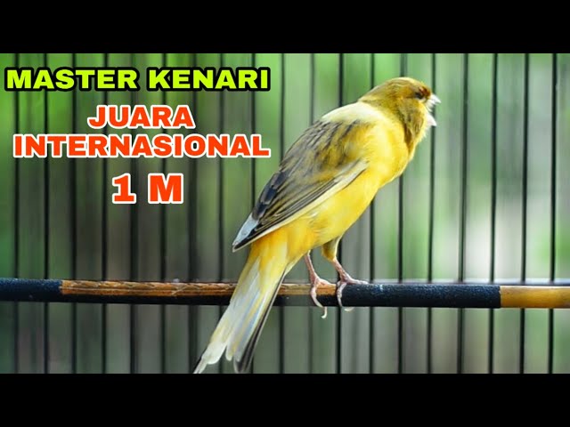 🔴MASTERAN KENARI JUARA INTERNASIONAL 1M             #kenari  #master #kenariyorkshire #international class=