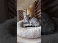 Little monkeys 😅 #cuteanimals #kitten #bengalcat #catlover #bengalcatlovers