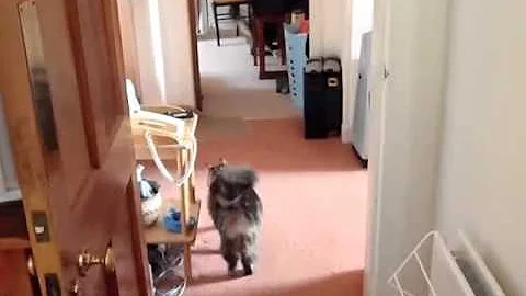 Watch the video about Gunnison the Maine Coon Cat Plays Fetch