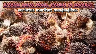 panen sawit!di gambut emang beda buahnya super-super hasil yang menakjubkan