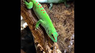 Phelsuma grandis - Gecko géant de Madagascar vidéo