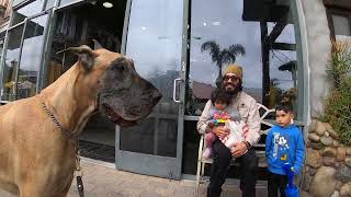 Cash 2.0 Great Dane meeting new people in Malibu 1