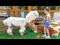 Sofia and Dad are feeding the animals! A funny story about a farm for children