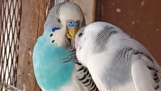 Download Lagu Love Birds | Australian Parrots | Budgies Breeding Pair | Budgies Family🦜🐦😘💕 MP3