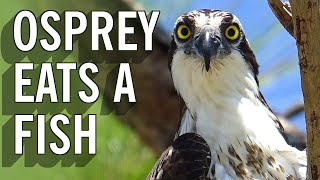 Beautiful Florida Osprey Eats A Fish For Lunch