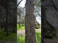 Вот она и белочка пришла. Да и не одна