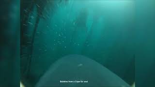 Shark cam reveals Great White Shark hunting in kelp for first time