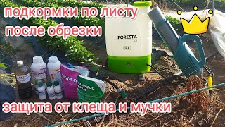 видео: Подкормки и защита клубники после обрезки, апполо вертимек от клеща, скор топаз, плантафол , мегафол картинка: Подкормки и защита клубники после обрезки, апполо вертимек от клеща, скор топаз, плантафол , мегафол