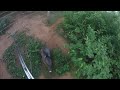 caza de venados y javelinas AGRESIVE JAVELINAS