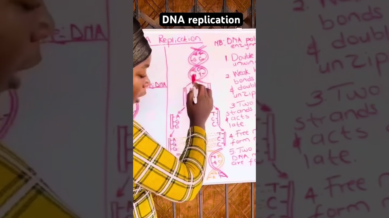 DNA replication lesson. 