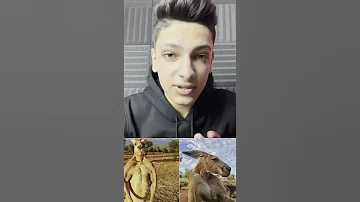 حركة صايعة بيعملها الكنغر 