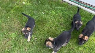 German Shepherd Puppies by Elaine Nilsson 250 views 10 months ago 23 seconds