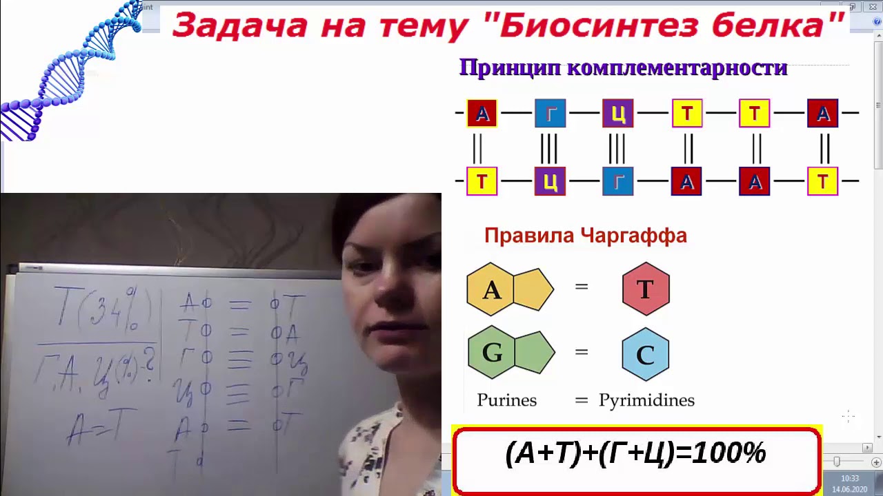 Биосинтез белка решение