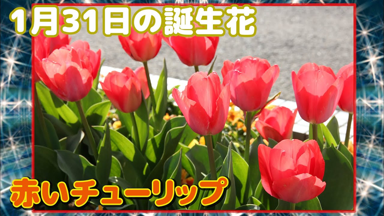 1月31日の誕生花 赤いチューリップ どんな花 あなたに送る花言葉は Youtube