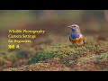 Wildlife photography with entrylevel dslr  best wildlife photography camera settings for beginners