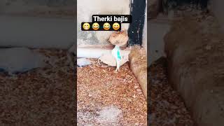 therki bajis @chocho1s639 @bajis@ @parots #bajis #birds #vidio #youtubevidio I car price