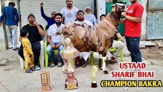 Ustaad Sharif Bhai Ka Champion Gujri Bakra In Indore