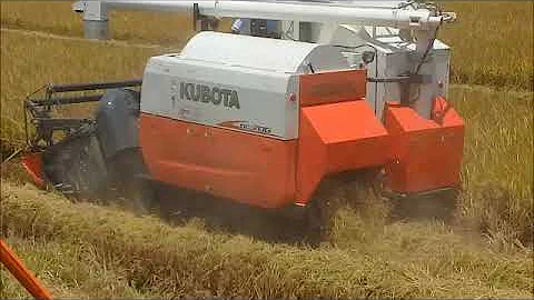 DYSAC SRL COSECHADORA KUBOTA DC 70G EN CAMANÁ