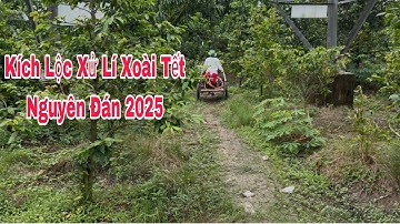 Kích Lộc Xử Lí Xoài Tết Nguyên Đán 2026 | VTK.CHANNEL