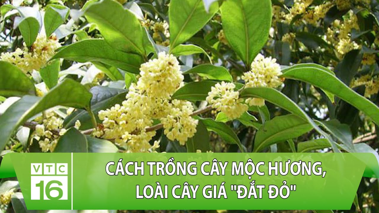 Kỹ thuật trồng mộc hương là một trong những kỹ thuật trồng cây đắt đỏ được nhiều người quan tâm. Với kênh YouTube của VTC16, bạn sẽ được tìm hiểu thêm về cách chăm sóc và đưa cây mộc hương trở nên thật khỏe mạnh, đẹp mắt. Hãy xem và trải nghiệm để khám phá những bí quyết hữu ích trong việc trồng cây.