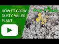 Dusty miller plant