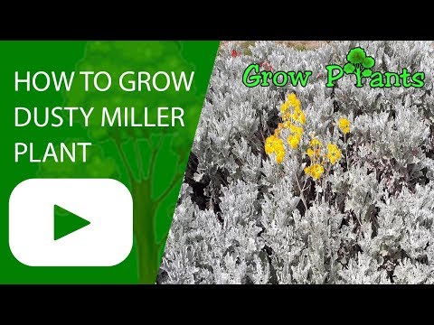 Dusty miller plant