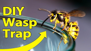Wasp Trap