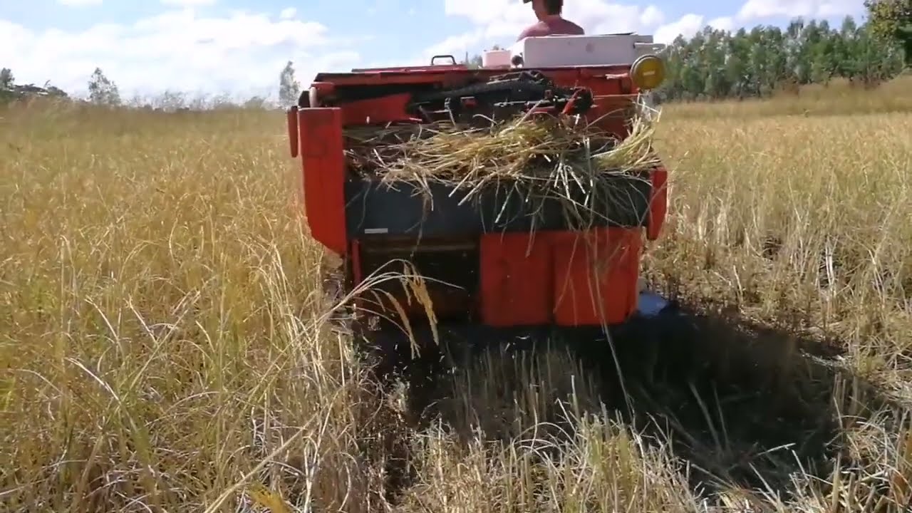 จังหวะนี้พี่มาแรง! รถเกี่ยวข้าวสายซิ่ง ลุยโคลนสนั่นทุ่ง