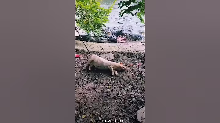 Pig feeding to crocodile 😱😱#pig #feeding #crocodile #sadanimals #supportme #nature #plslikesubscribe