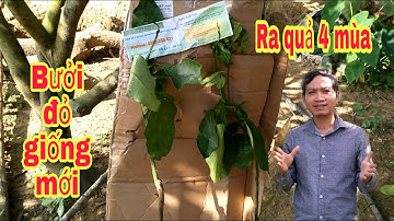 Bưởi đỏ giống mới ra quả quanh năm || bưởi Rỏn