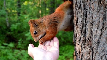 Why you shouldn’t feed squirrels