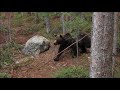 Жизнь бурых медведей (часть 4)