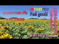 【EP.15】一面のひまわり畑 ＠カイオヤイ/Khaoyai Sunflower/ดอกทานตะวันบาน 2020