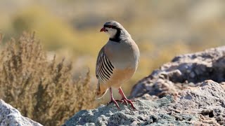 Chukar (partridge) in Utah - At first there was one and then more appeared!