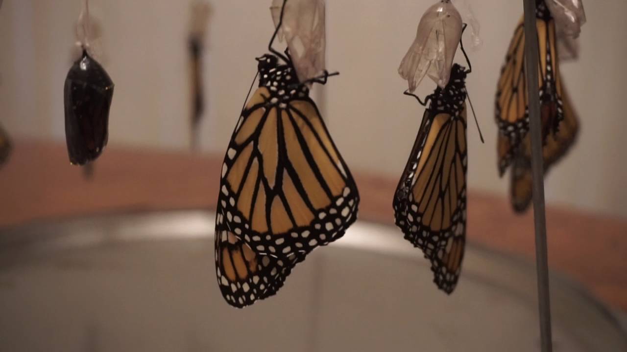 Monarch Butterfly Hatching by Christine YouTube