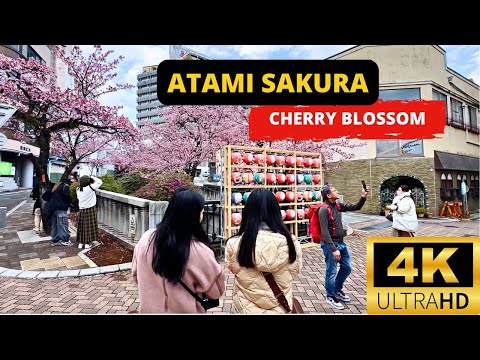 ATAMI, SHIZUOKA, JAPAN 🇯🇵 [4K] Atami Zakura Cherry Blossom —  FEBRUARY 2024