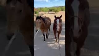 IMG 0455